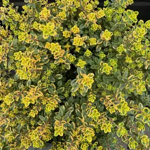 Thyme 'Aureus'